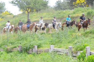 forest tour with horses